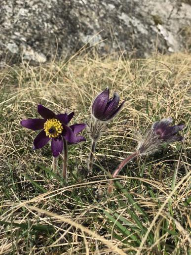 Pulsatilla montana