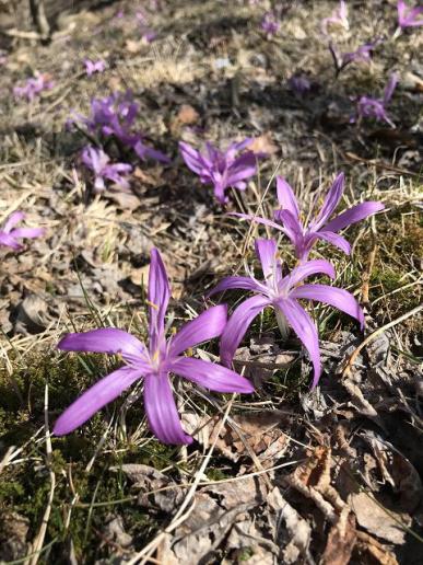 Frühlingslichtblume