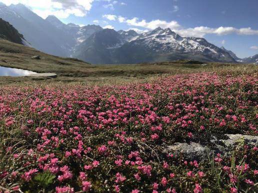 Steinbrech in Vollblüte