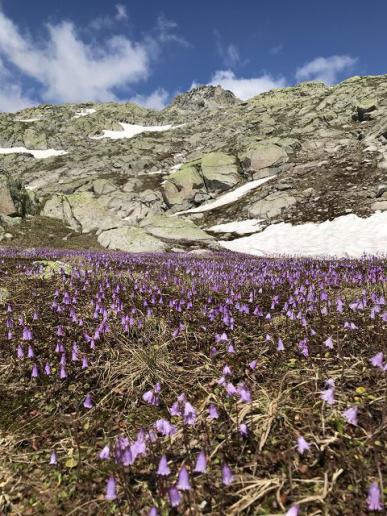 Meer von Soldanellen