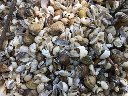 Viele Muscheln am Strand