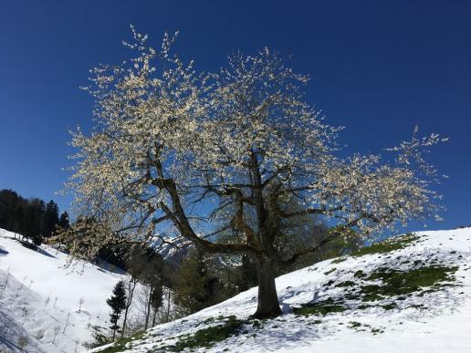 Wintereinbruch im Mai
