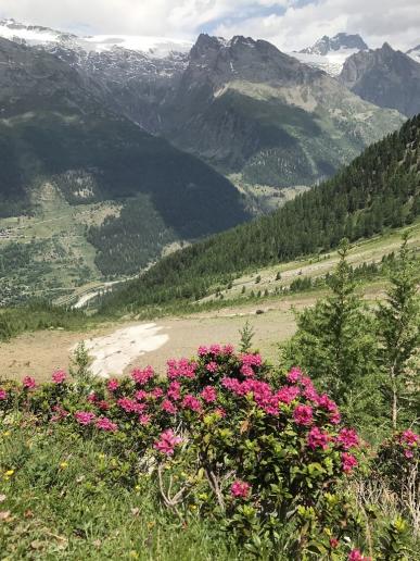 Alpenrosen hoch über dem Lötschental