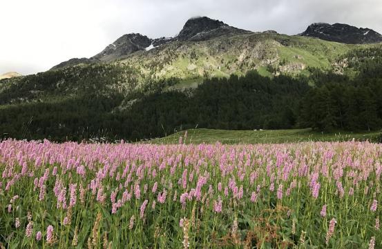 Blühender Schlangenknötterich