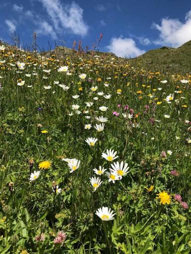 Sommerblumenwiese