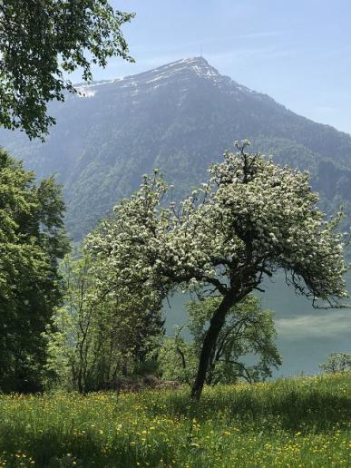 Rigi im Frühling