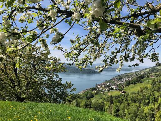 Frühling am Zugersee