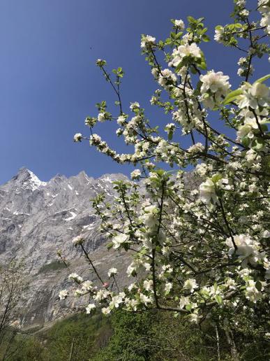 Frühling am Fusse der Engelhörner