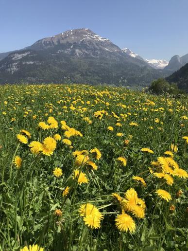 Frühling im Haslital