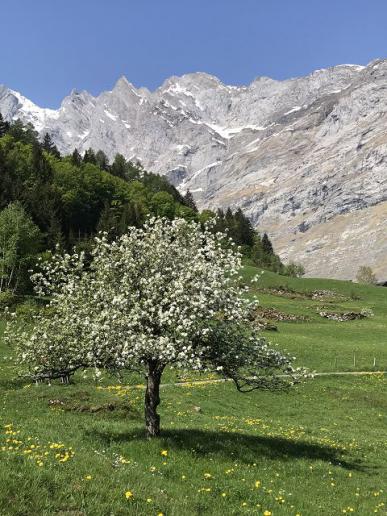 Frühling in Unterstock