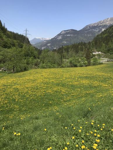 Frühling im Haslital