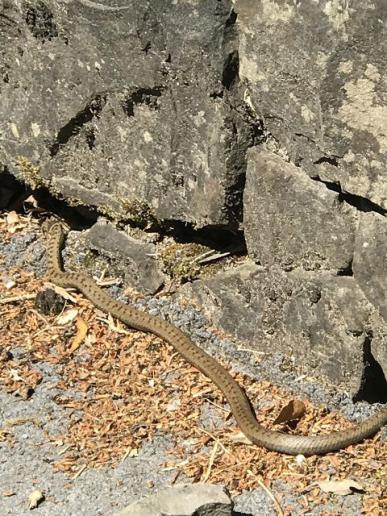 Schlingnatter beim Sonnenbad