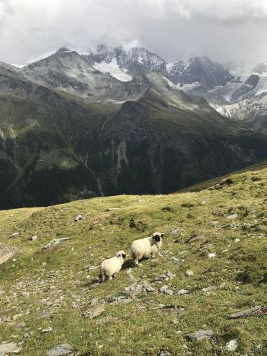 Glückliche Schwarznasenschafe