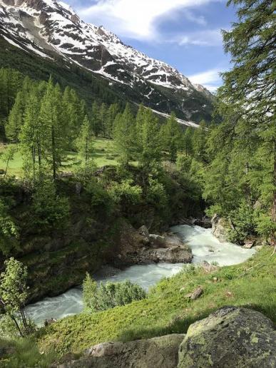 Frisches Lärchengrün