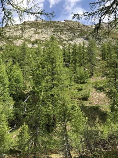 Gröner Lärchenwald