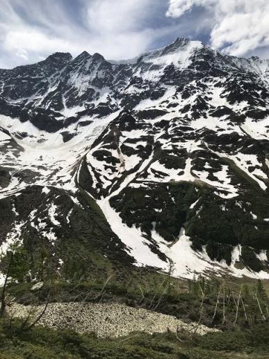 Durch die Lawinge gefällte Lärchen