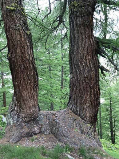 Beeindruckende Baumriesen