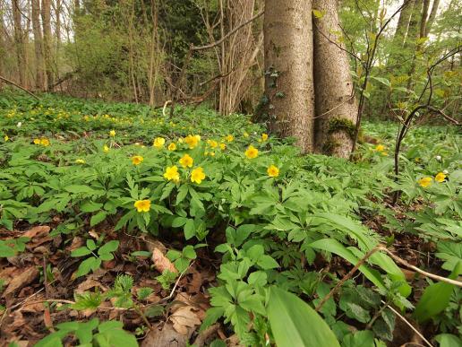 Gelbe Buschwindröschen