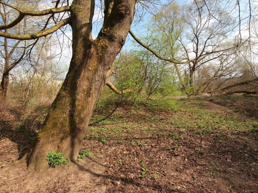 ES wird langsam grün