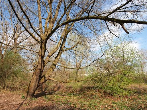 Frühling an der Aare