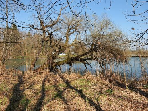 Wunderbare Baumgebilde