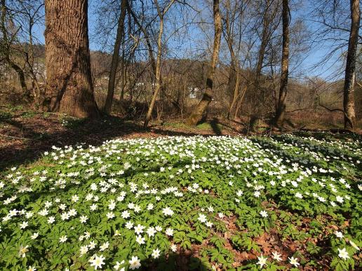 Blühende Buschwindröschen