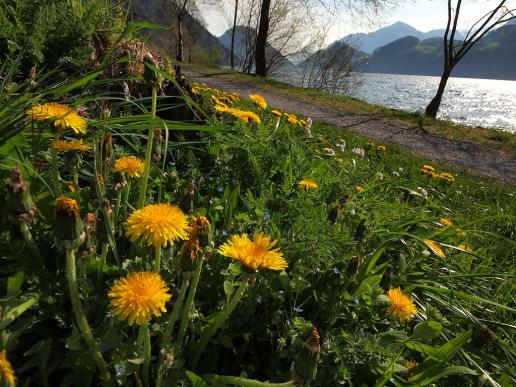 Frühling am Alpnachersee