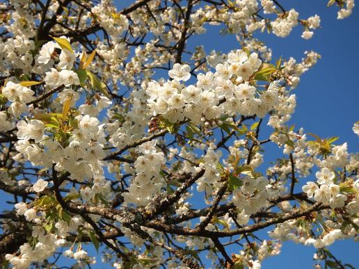 Kirschblüten