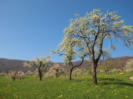 Blühende Kirschbäume