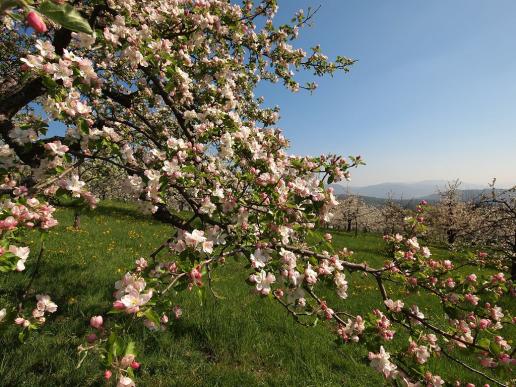 Apfelblüten