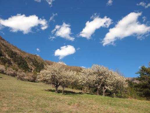 Blühende Kirschbäume gibt es auch im Wallis