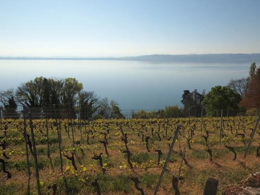 Hoch über dem Neuenburgersee