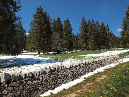 Typische Steinmauer im Jura