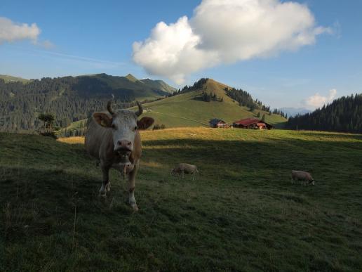 Alp Obere Zwitzeregg 