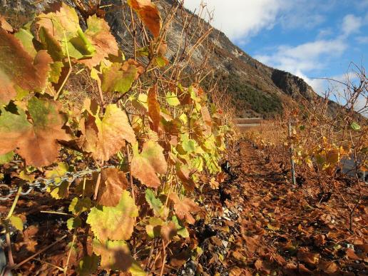 Herbst in den Unterwalliser Rebbergen