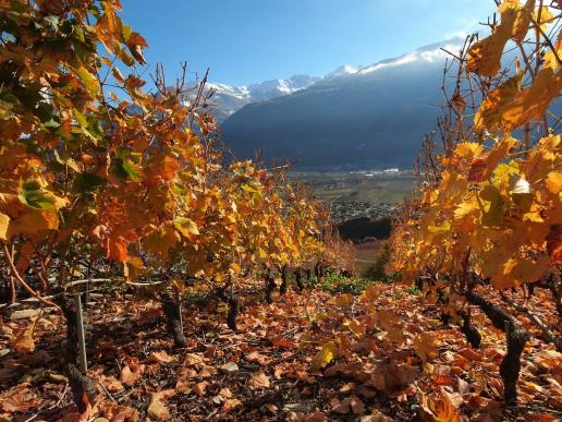Herbst im Rebberg