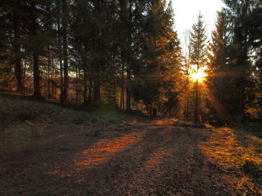 Sonnenaufgang im Dürsrütiwald