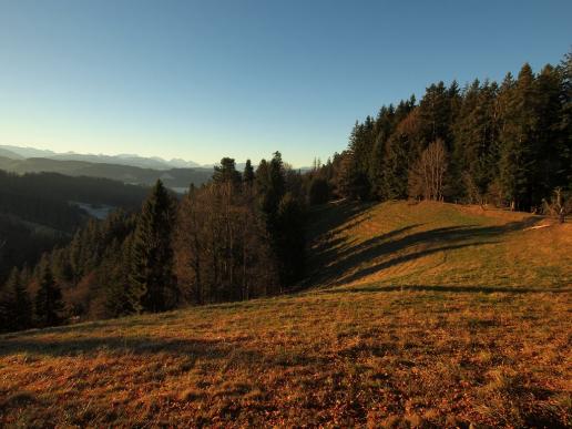 Emmentaler Wald
